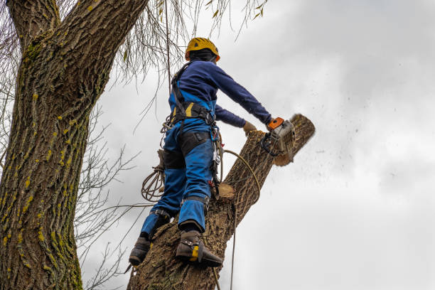 How Our Tree Care Process Works  in  Paulden, AZ